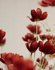 The Faire Calliopsis Spray in Rust Red features delicate petals and long green stems, softly focused against a light, neutral background for a warm, dreamy effect.
