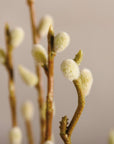 Soft, fuzzy pussy willow stems on brown branches by Faire, set against a neutral blurred background for Bungalow Furniture.