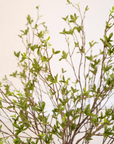 Kalalou Budding Leaf Spray with delicate thin branches and small green leaves, perfect for spring arrangements.
