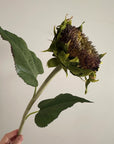 28″ faux sunflower stem with a dark, dried-looking flower head and green leaves held by a person.