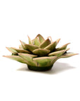 The Green Fairy Echeveria ceramic figurine by Faire, shaped like a succulent with pointed leaves, pairs beautifully with pottery wall decor to add a stylish and natural vibe to any space.