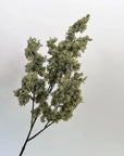 33-inch sage green faux moss spray on a slender brown stem by Bungalow Furniture & Accessories.