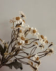 13″ Faux Cream Dried Daisy Bundle of mini stems with brown centers by Bungalow Furniture & Accessories.