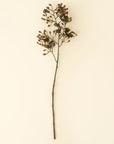 The Faire Hipericum Spray features a single branch with small brown berries and a few shriveled leaves, displayed vertically on a plain beige background—perfect for adding realistic faux florals to your home decor.