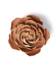 A top view of Faire's Peach Pink Peony succulent, featuring tightly layered, rounded brownish-pink petals, ideal for tabletop or wall decor, displayed against a white background.