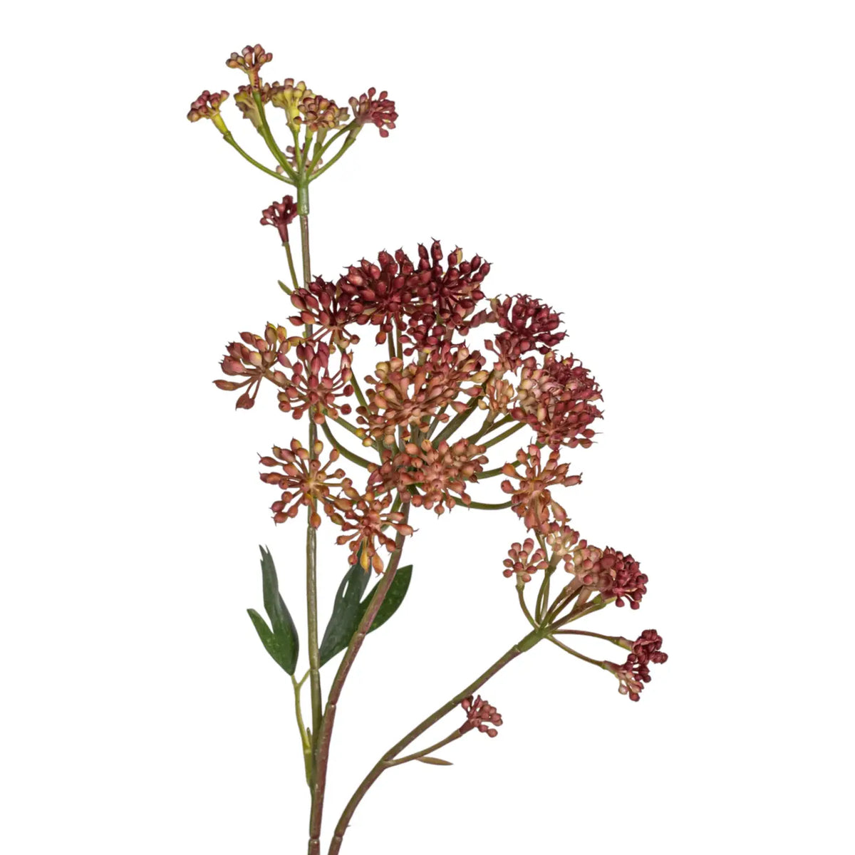 The 24.5" Angelica Flower Stem by Faire features reddish-brown blooms and green leaves, ideal for home decor. Single stem, clustered blossoms, isolated on white background.