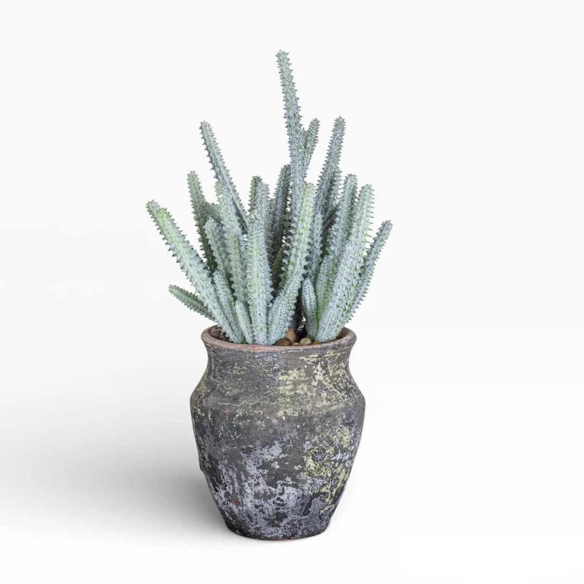 The 6" Titan Pot with Cactus by Faire features a green, spiky cactus with tall stems in a rustic, weathered dark gray ceramic pot that stands out against a plain white background.