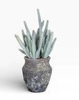 The 6" Titan Pot with Cactus by Faire features a green, spiky cactus with tall stems in a rustic, weathered dark gray ceramic pot that stands out against a plain white background.