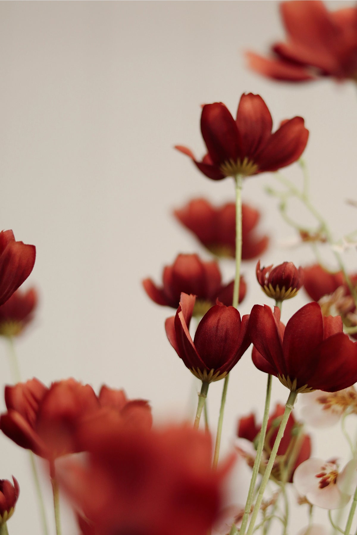 The Faire Calliopsis Spray in Rust Red features delicate petals and long green stems, softly focused against a light, neutral background for a warm, dreamy effect.