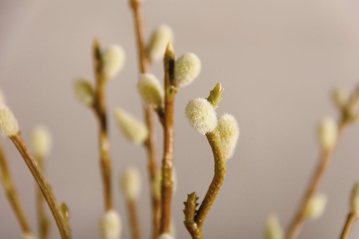 Soft, fuzzy pussy willow stems on brown branches by Faire, set against a neutral blurred background for Bungalow Furniture.