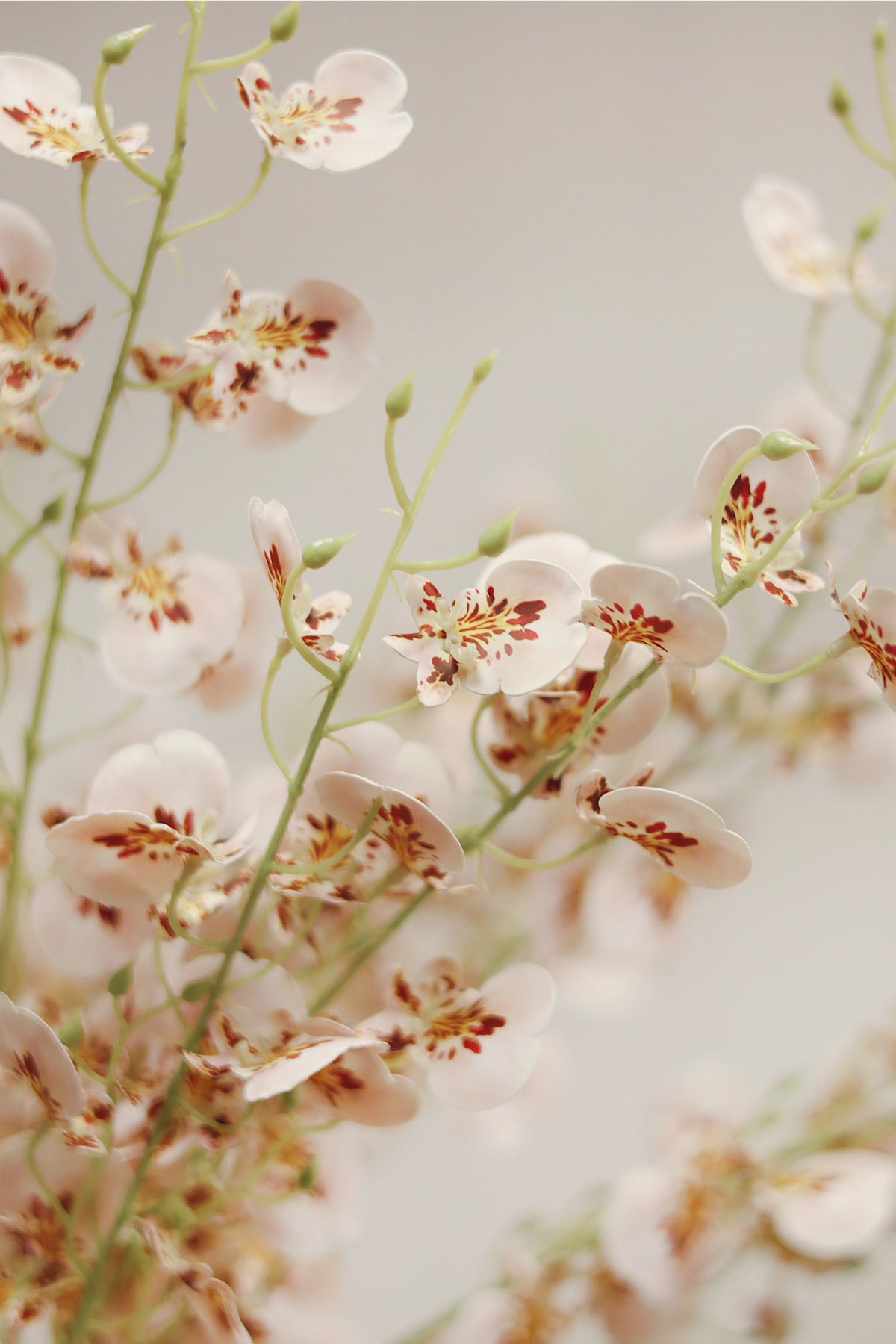 Pale pink wild orchid spray with red centers by Faire, elegant faux floral accent for home décor at Bungalow Furniture.