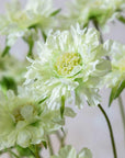Close-up of Abigail Ahern’s Scabious Flower in Cream, showcasing its delicate ruffled petals and yellow-green center on a single stem against a softly blurred background.