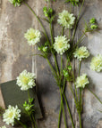 Cream Scabious flowers by Abigail Ahern, with long stems, are spread across a rustic textured surface. A small, closed dark green book rests among the blooms in the lower left corner.