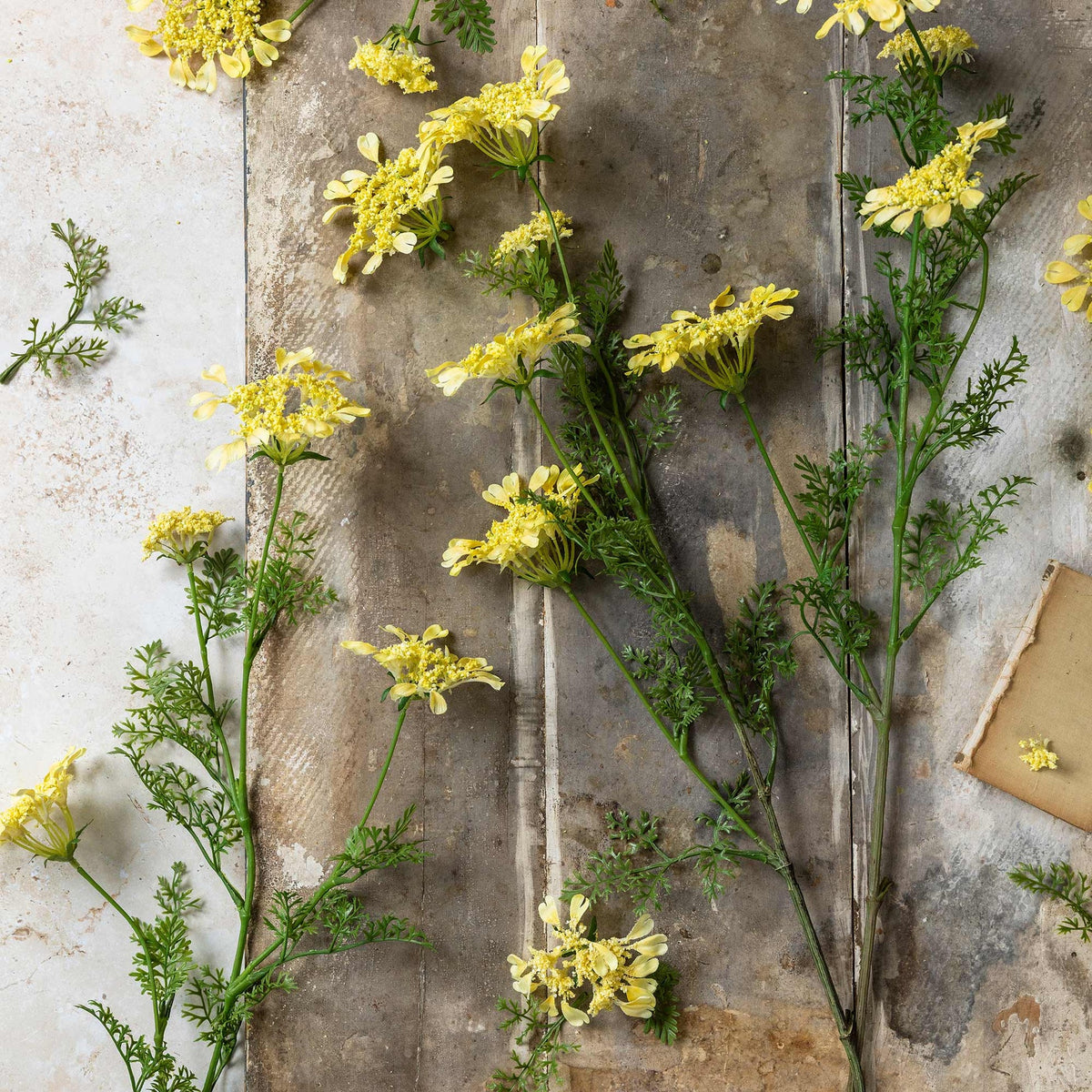 The Abigail Ahern Wild Dill artificial stem features yellow blooms with green leaves, styled on a rustic wooden surface beside aged paper, creating a natural, vintage look.