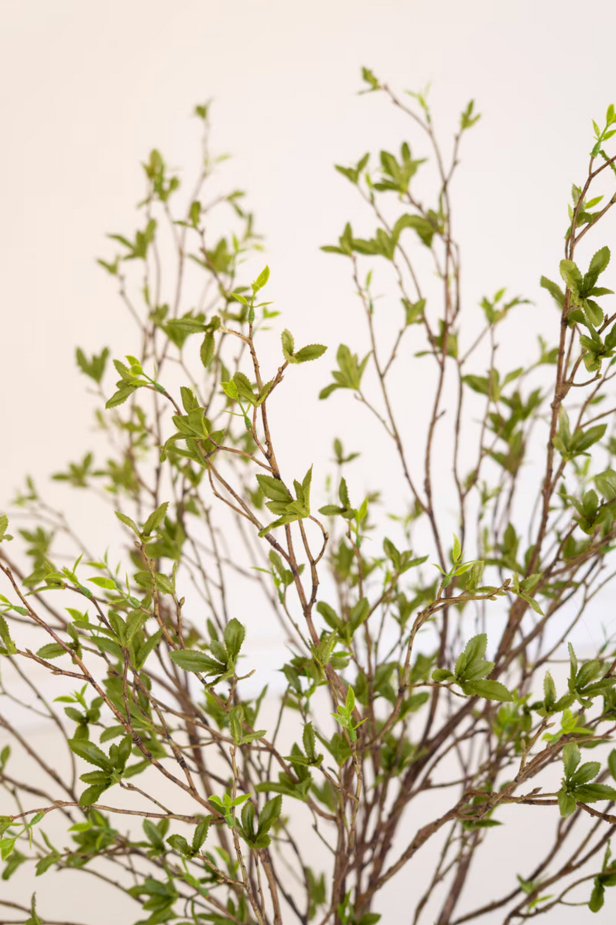 Kalalou Budding Leaf Spray with delicate thin branches and small green leaves, perfect for spring arrangements.