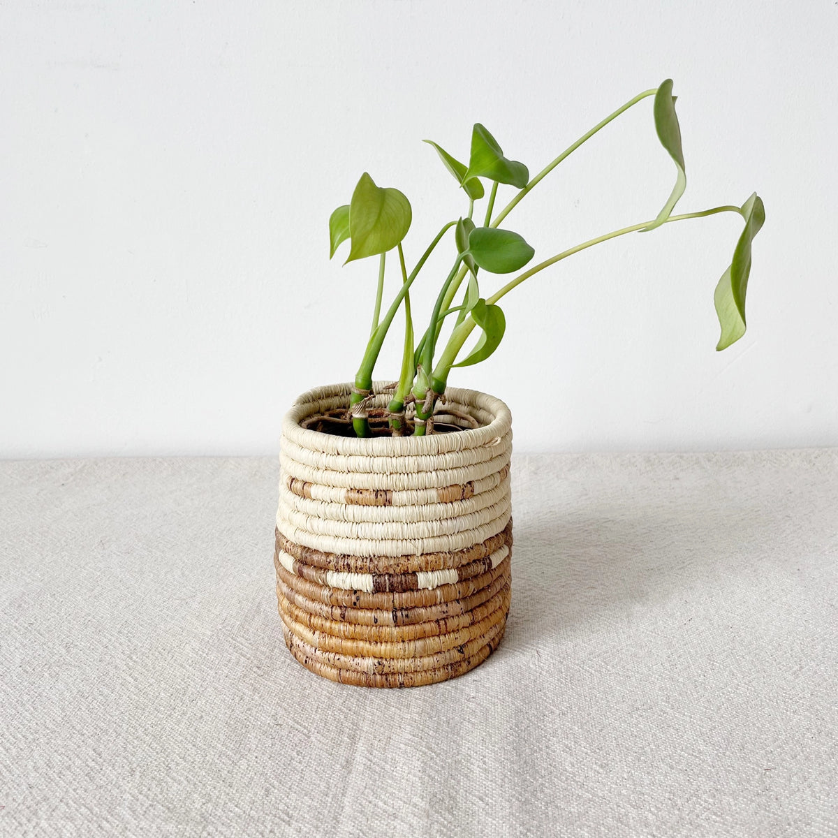 Mkongo Plant Basket by Faire with a small green plant on a textured surface, minimal white wall backdrop.