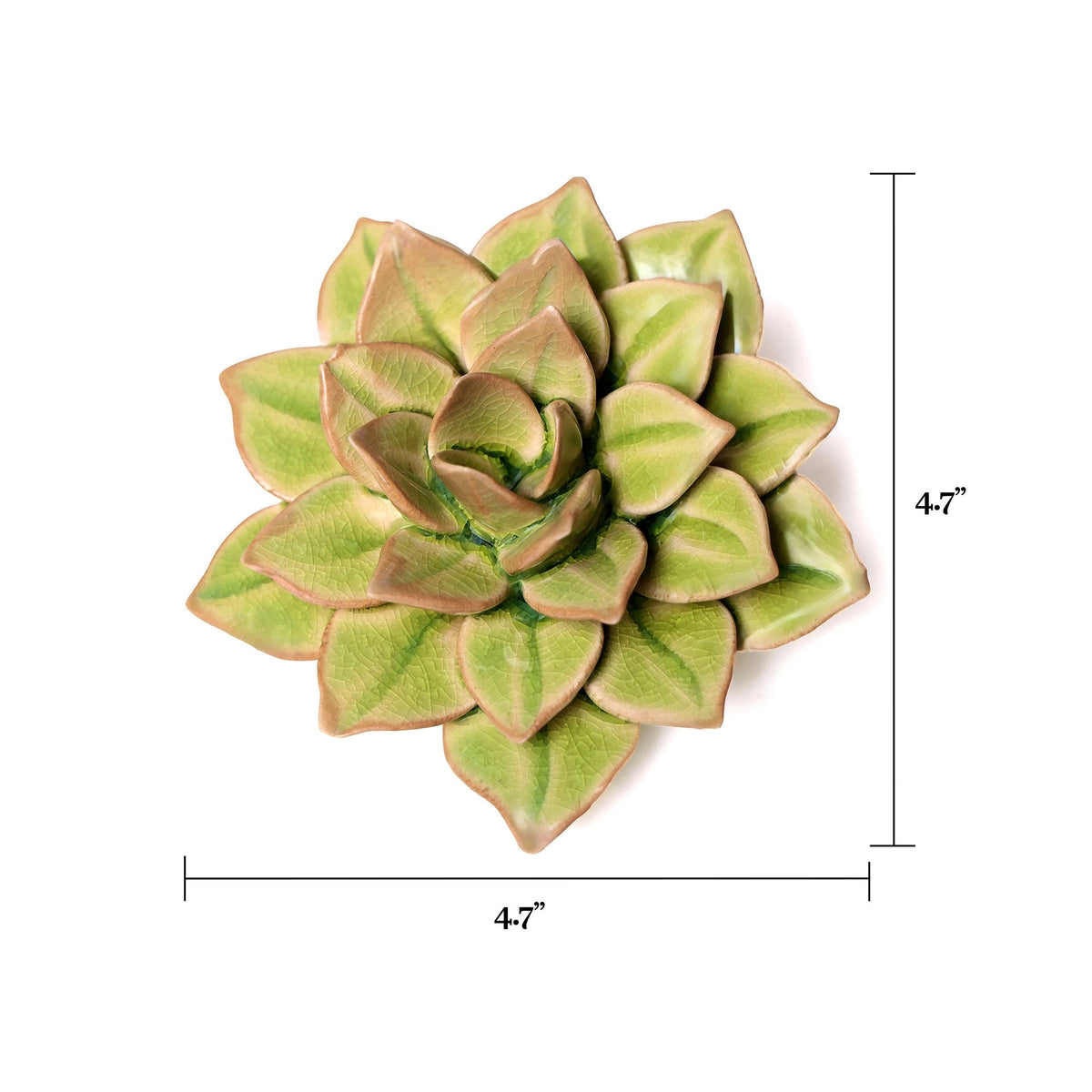 Top view of the Green Fairy Echeveria by Faire, a succulent with thick, layered leaves. Ideal for pairing with pottery wall decor. Measures about 4-7 inches in height and width, as shown by labeled arrows on the sides.