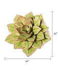 Top view of the Green Fairy Echeveria by Faire, a succulent with thick, layered leaves. Ideal for pairing with pottery wall decor. Measures about 4-7 inches in height and width, as shown by labeled arrows on the sides.