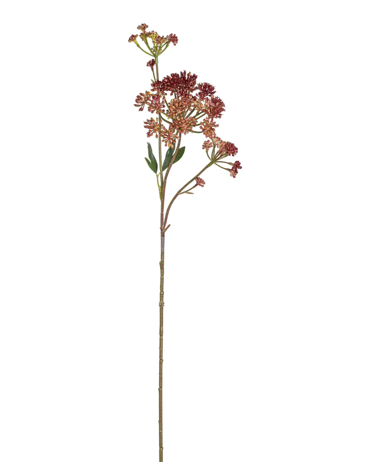 The Faire 24.5" Angelica Flower Stem features clusters of small reddish-brown blooms and slender green leaves, perfect for home decor. Isolated on a white background.