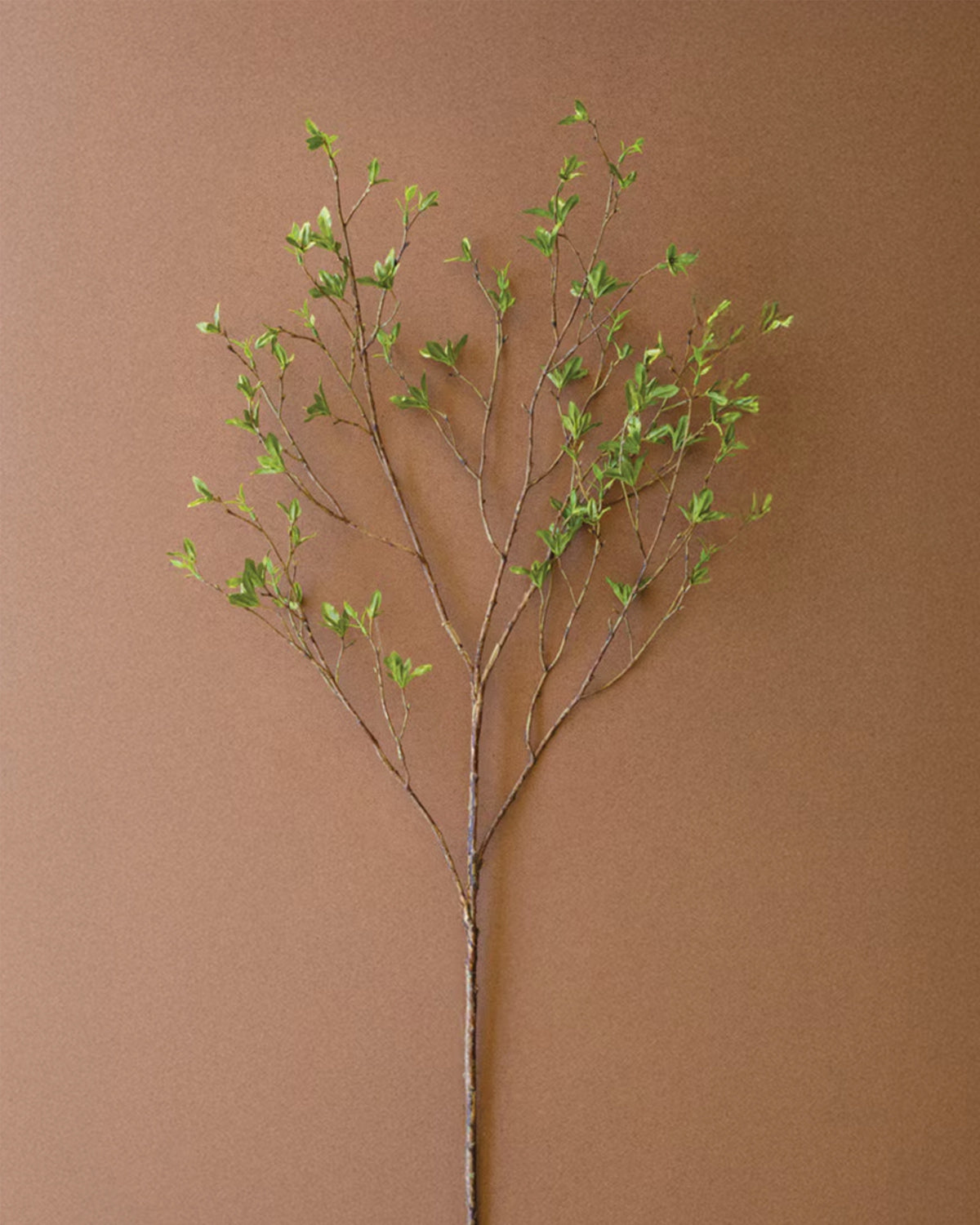 Kalalou Budding Leaf Spray with green leaves on a slender branch, displayed against a simple brown background.