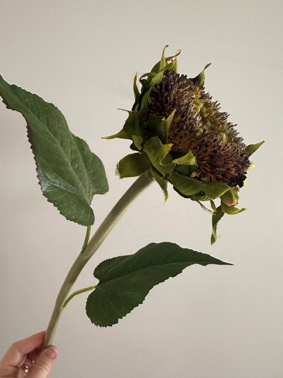 28″ faux sunflower stem with a dark, dried-looking flower head and green leaves held by a person.