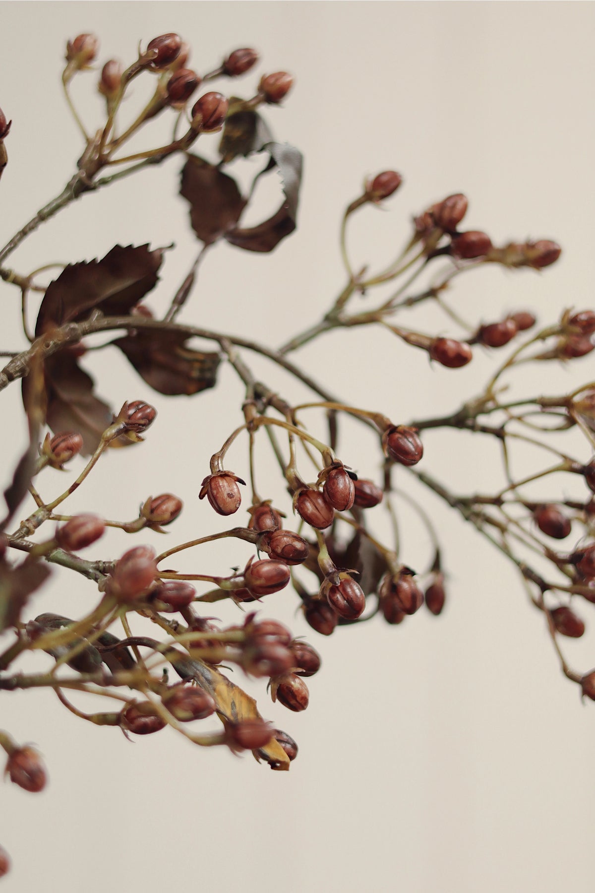 Close-up of dried brown seed pods on thin, bare branches against a light background—ideal inspiration for autumnal, minimalistic decor or lifelike arrangements with the Faire Hipericum Spray.