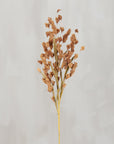 Brown buds floral pick on a thin stem by Bungalow Furniture & Accessories, perfect for cottagecore décor.