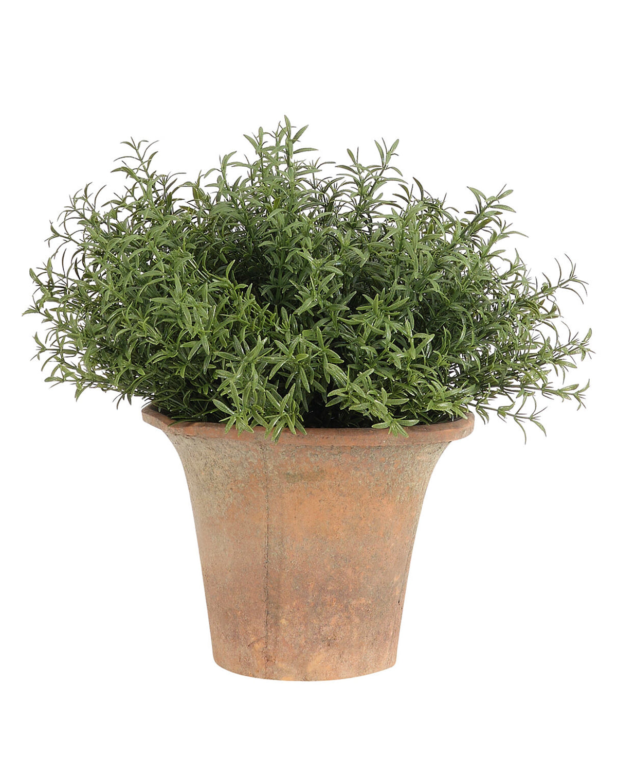 The Rosemary Green Terracotta Pot by Natural Decorations Inc. features a lush rosemary plant with needle-like leaves in a weathered brown pot, providing UV-rated outdoor decor and year-round beauty against a white background.
