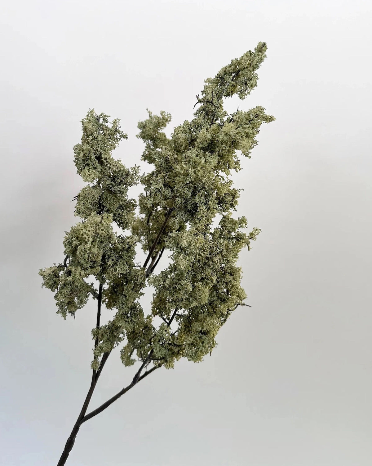 33-inch sage green faux moss spray on a slender brown stem by Bungalow Furniture &amp; Accessories.