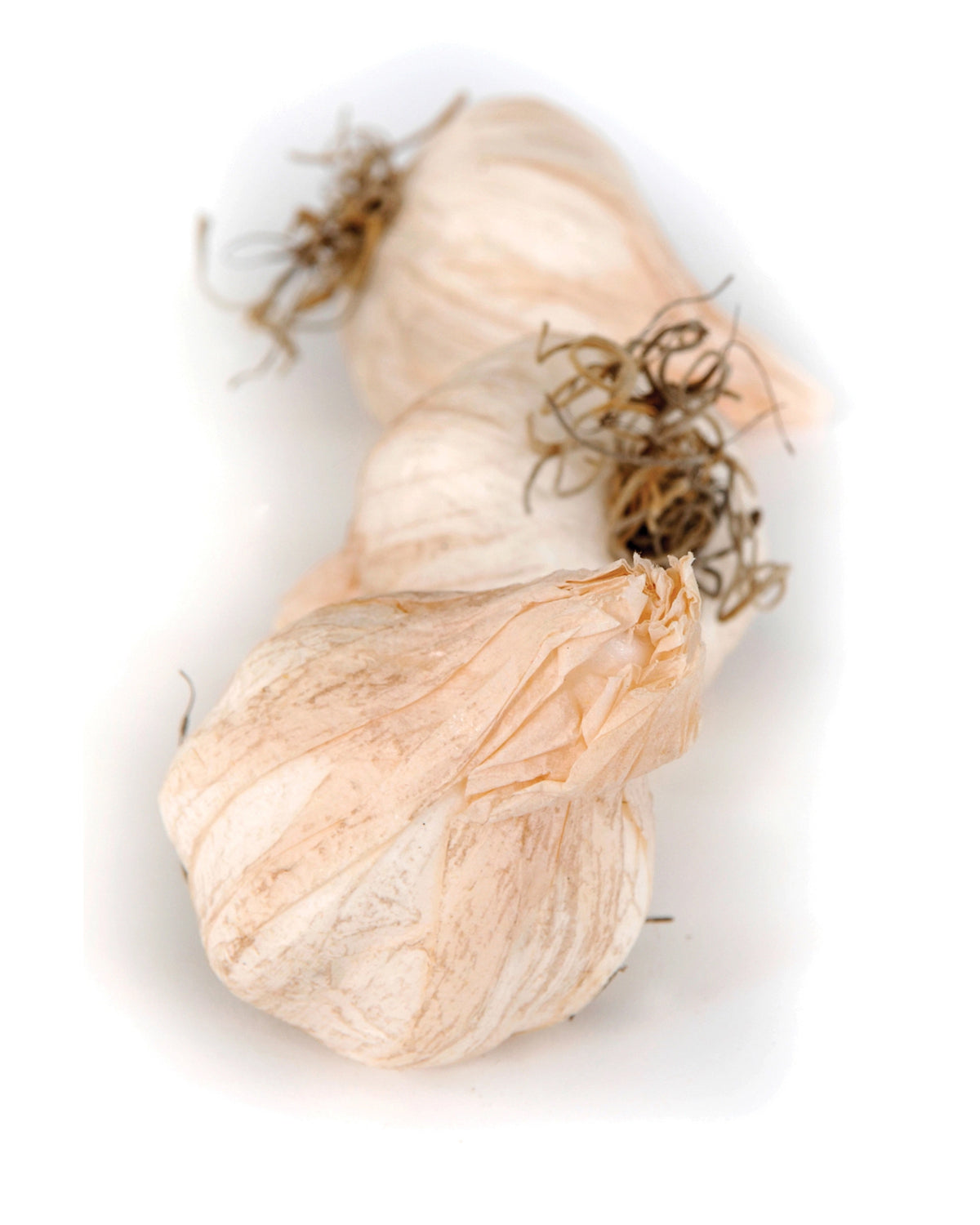 Two dried garlic bulbs with papery skins by Faire, displayed on a white surface for kitchen decor.