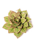 A close-up of the Green Fairy Echeveria by Faire shows its layered, realistic green ceramic leaves, perfect as pottery wall decor, displayed on a clean white background.