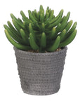 The AllState Floral And Craft Aeonium in Cement Pot features thick, finger-like succulent leaves in a textured cement container with small pebbles, displayed against a white background.