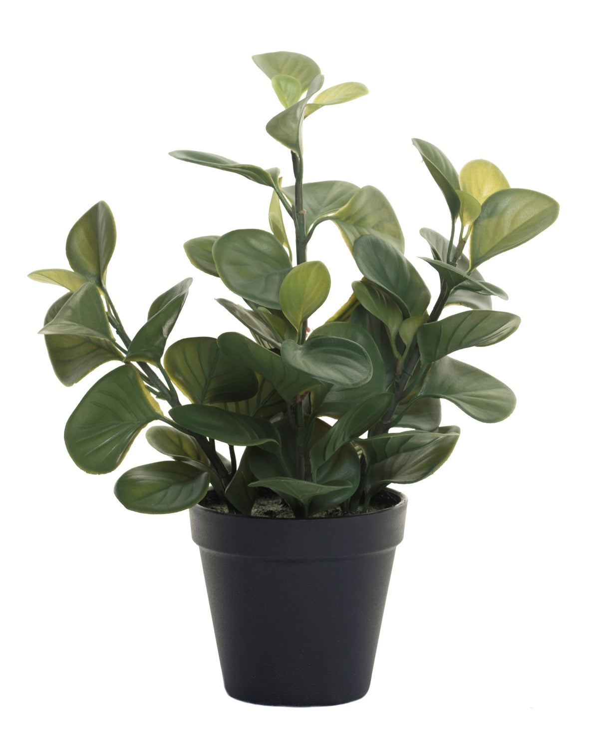 Green lily leaf faux plant with thick leaves in a black pot by Faire, shown on a white background.