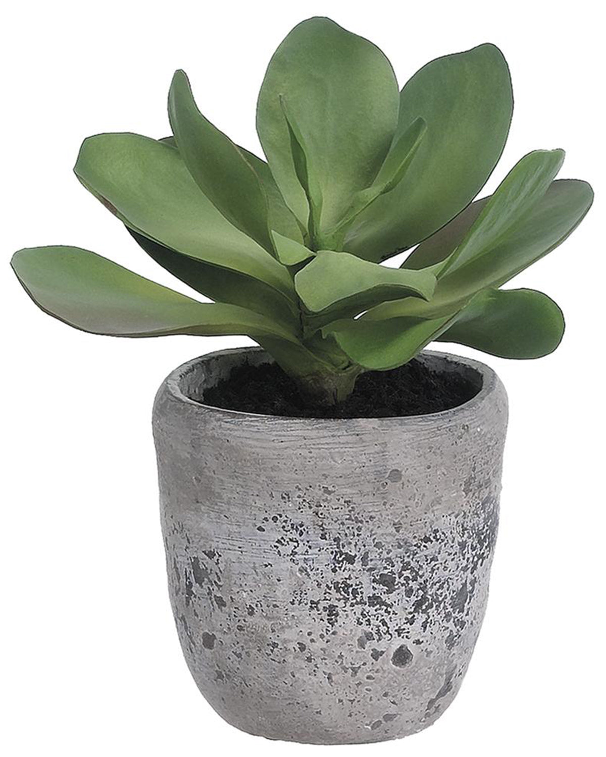 The AllState Floral And Craft 12" Kalanchoe features thick, smooth green leaves in a round, textured gray cement planter, making it an elegant choice for indoor decor.