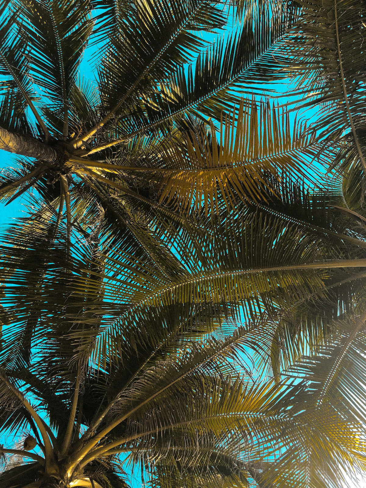 Tropical palm fronds and coconuts overhead with a clear blue sky, perfect for a relaxing Bungalow outdoor setting.