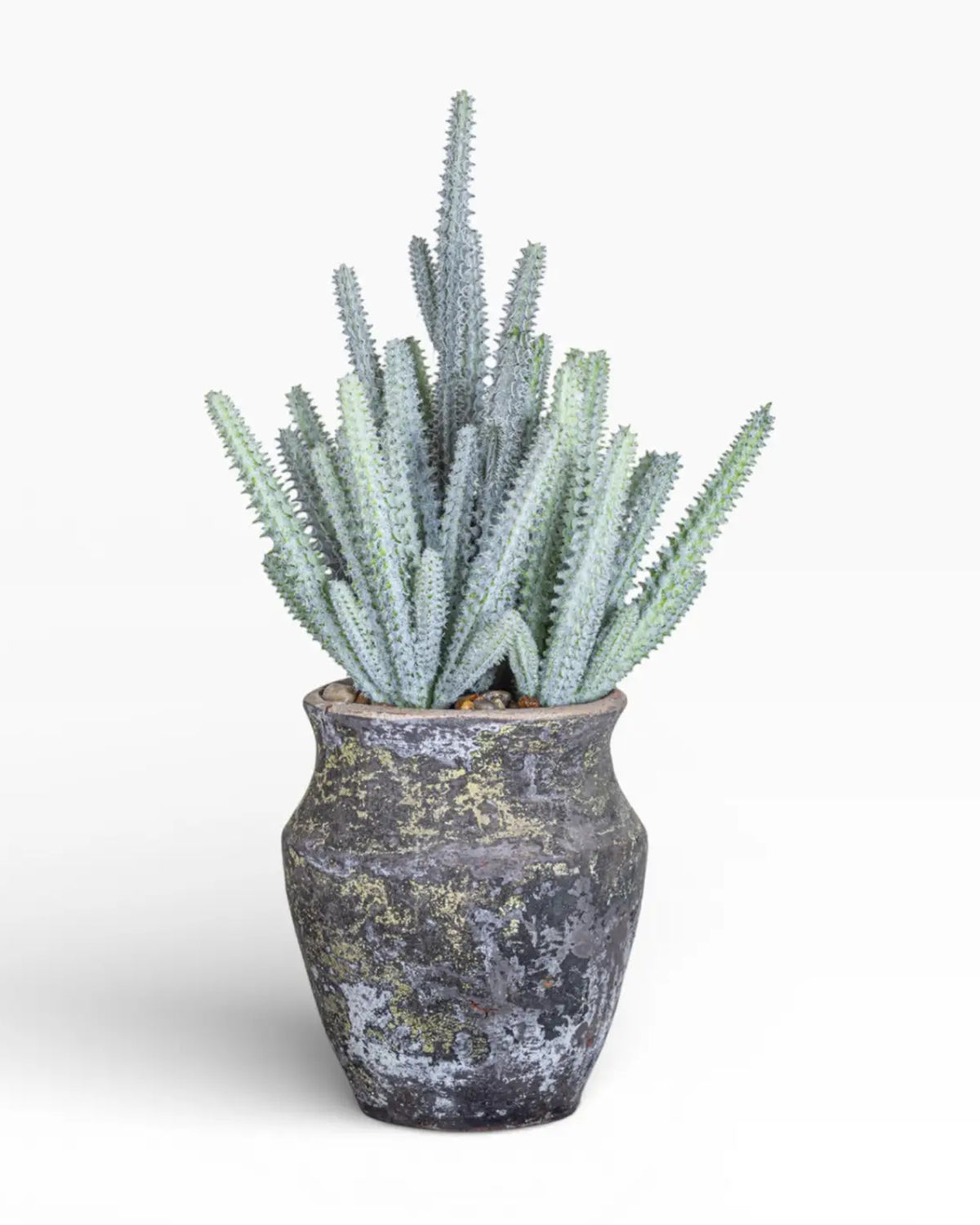 The Faire 6" Titan Pot with Cactus features tall, spiky blue-green stems in a rustic handmade pot, creating a striking arrangement against a plain white background.