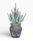The Faire 6" Titan Pot with Cactus features tall, spiky blue-green stems in a rustic handmade pot, creating a striking arrangement against a plain white background.