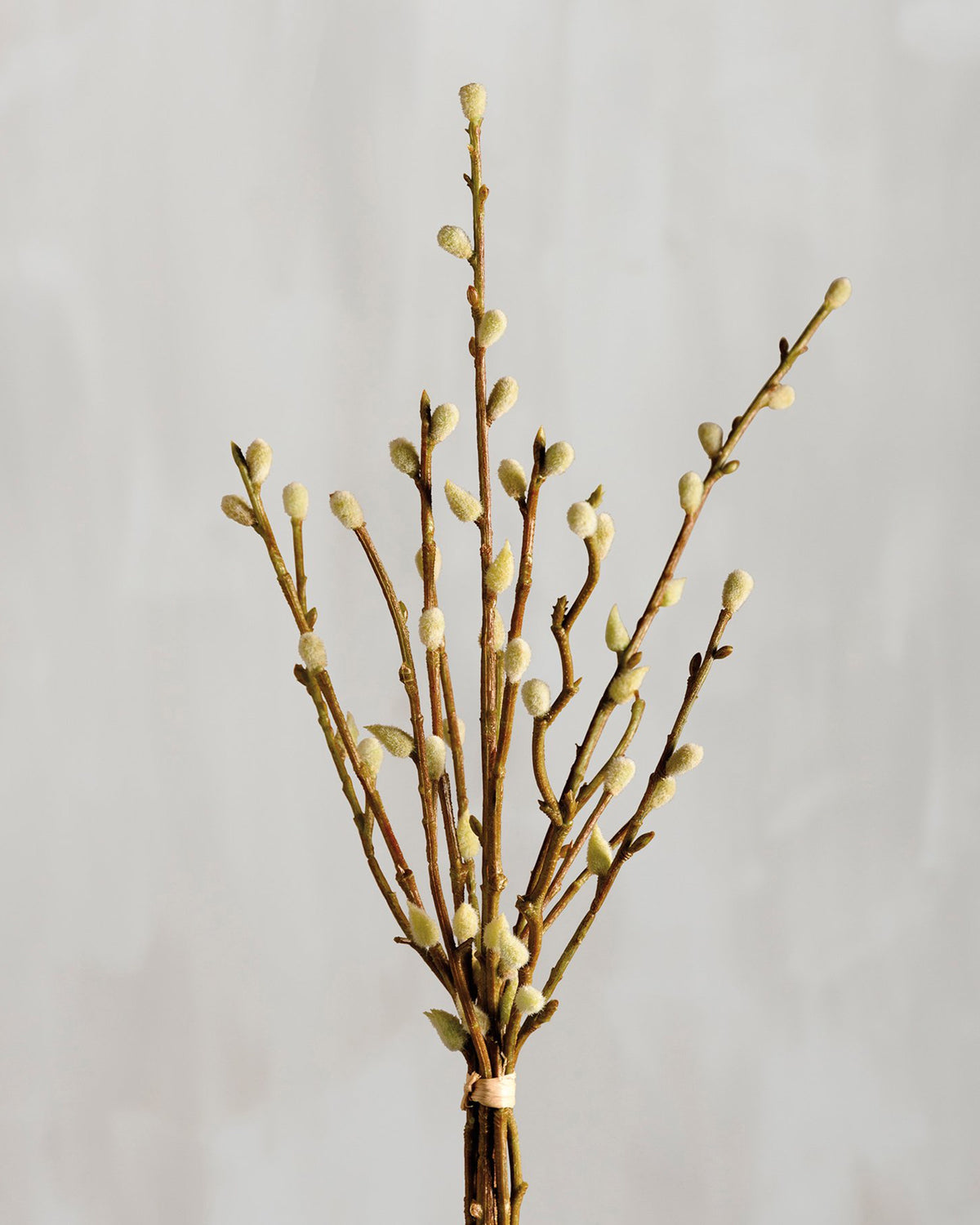 Pussy willow bouquet with soft, furry buds by Faire displayed on a light gray background.
