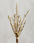 Pussy willow bouquet with soft, furry buds by Faire displayed on a light gray background.
